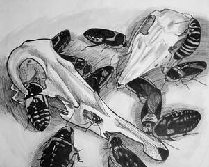 Roaches Illustration