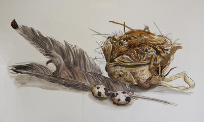 Nest Illustration Nest Illustration